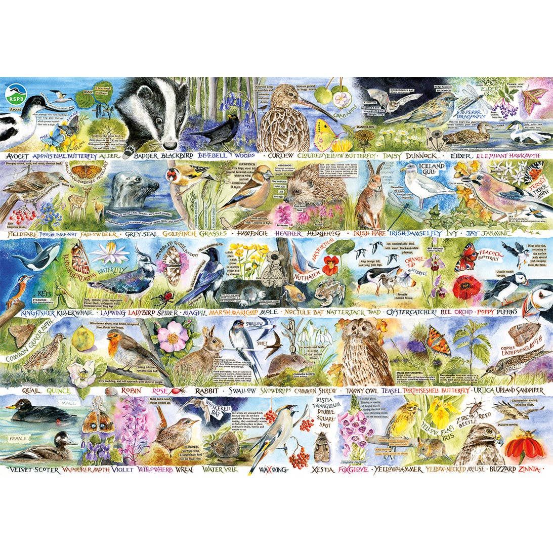 Gibsons RSPB Birdsong and Bluebells 1000 piece jigsaw puzzle, view 4