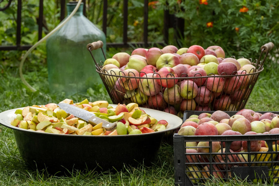 Freshly picked apples being cut for pressing