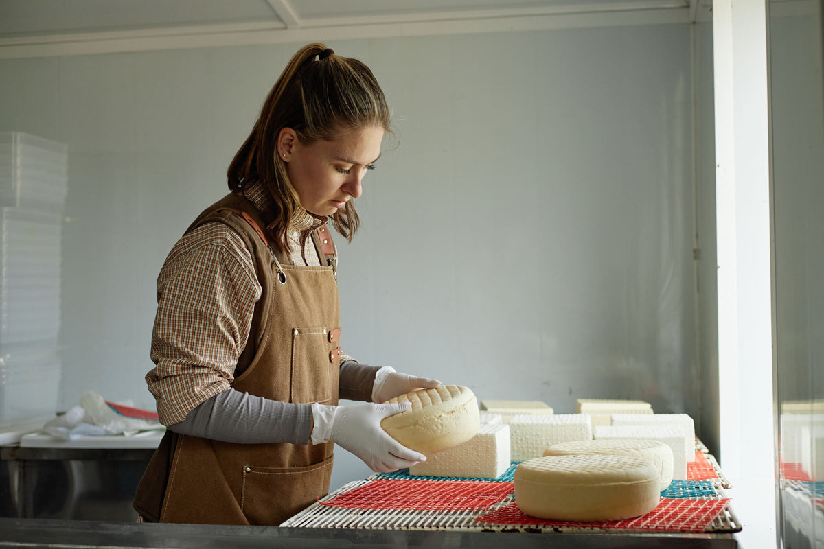 A cheesemaker turning a young cheese in the dairy
